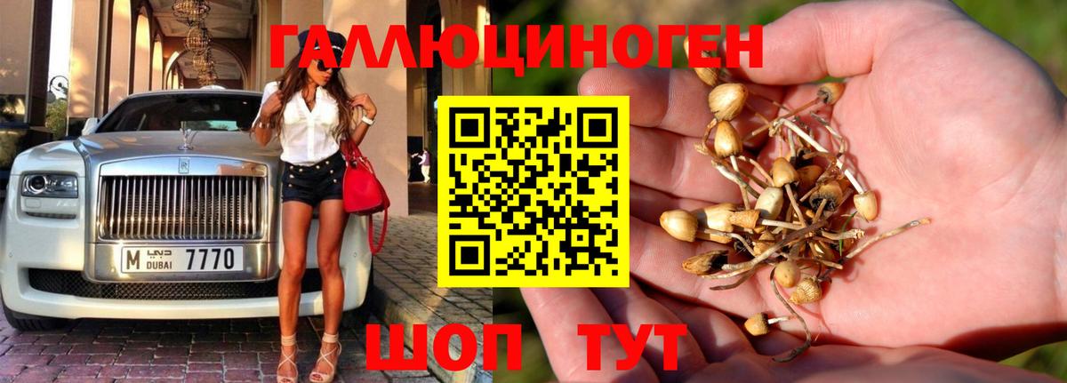 Псилоцибиновые грибы Psilocybe Клинцы